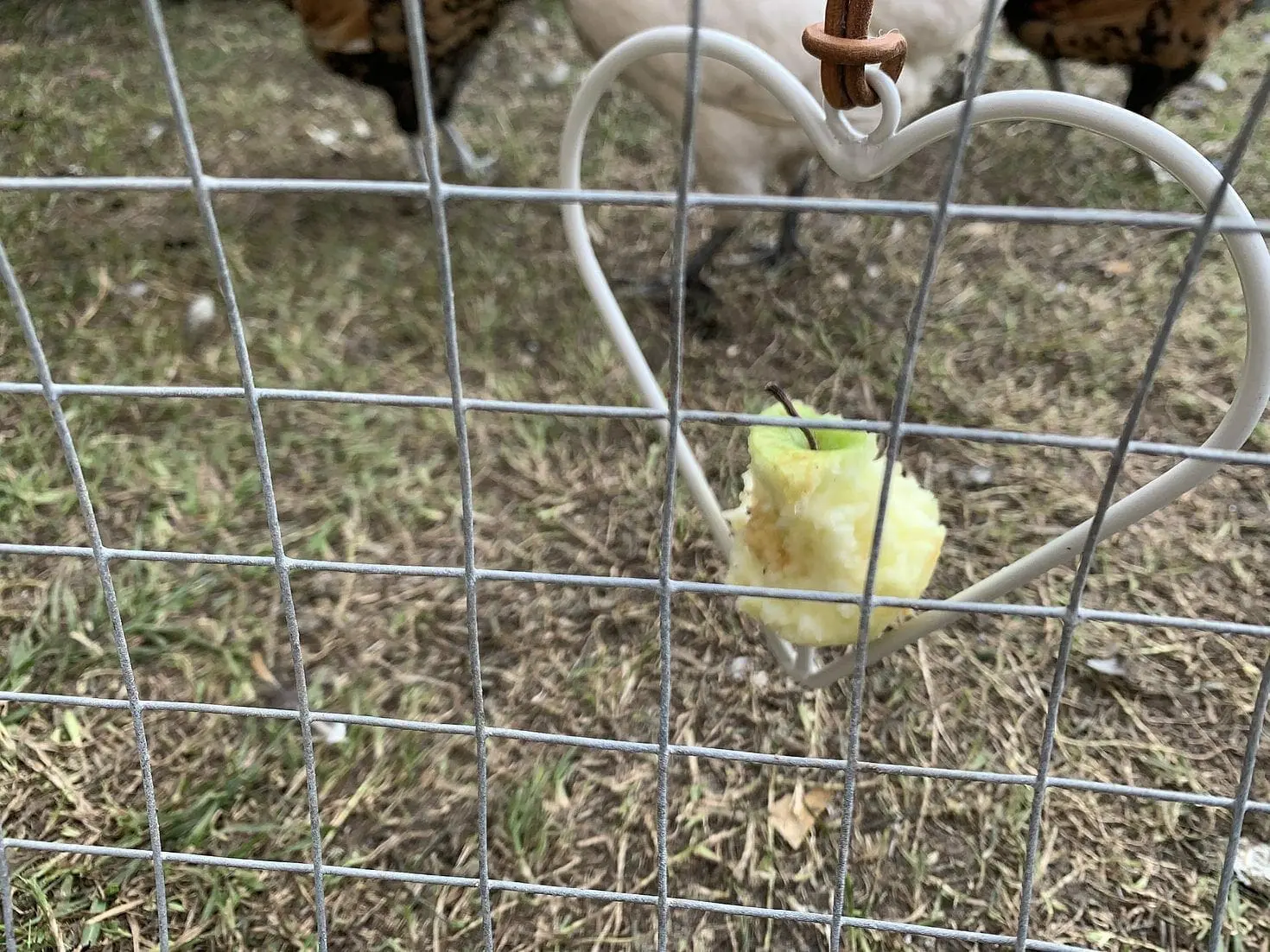 Fruit Feeding Chook Toy - Image 3