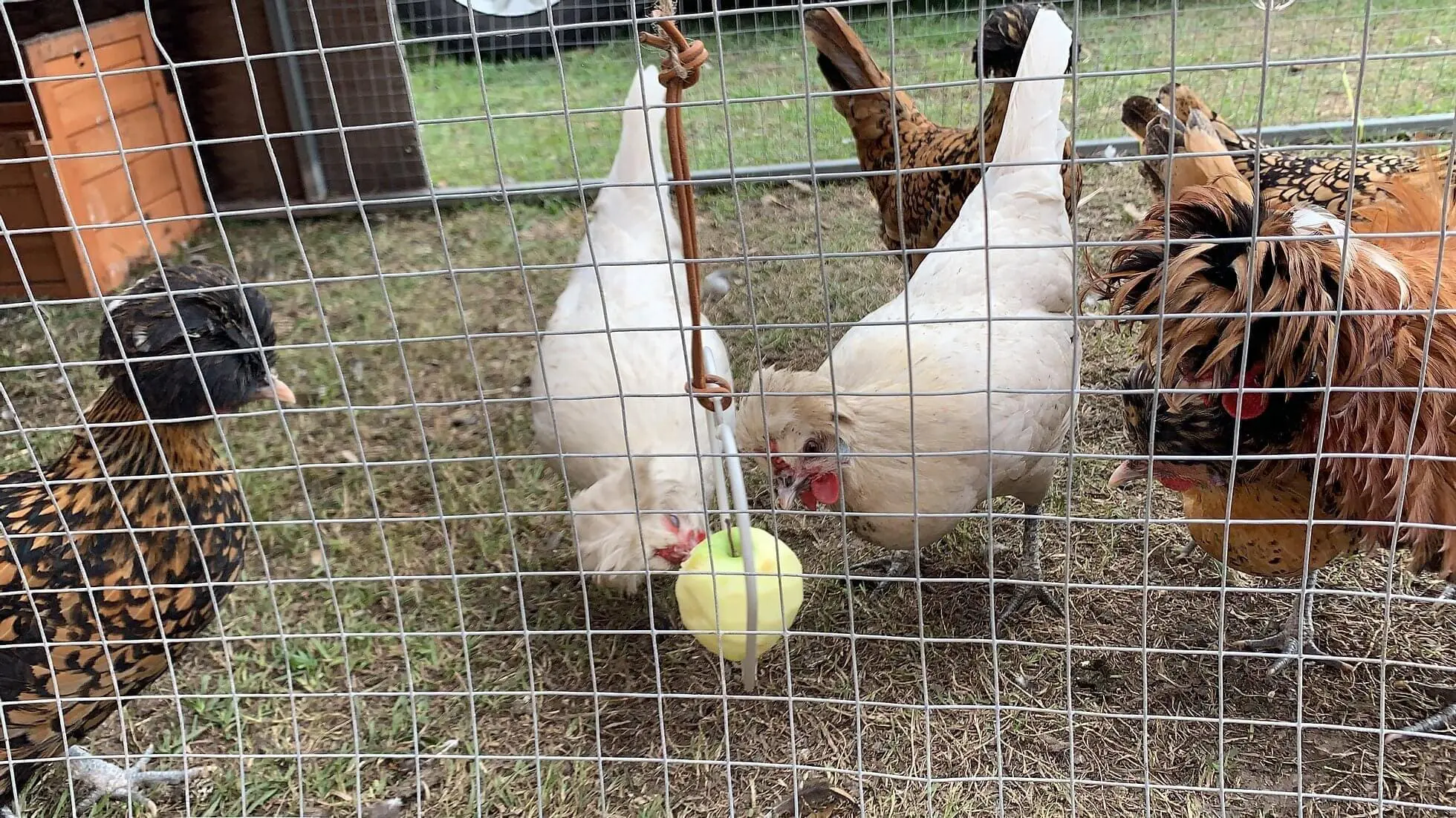 Fruit Feeding Chook Toy - Image 4
