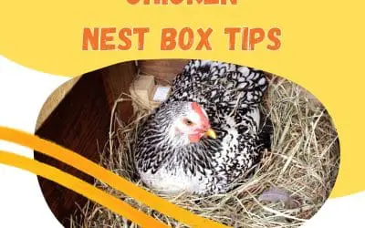 Nesting Box Tips
