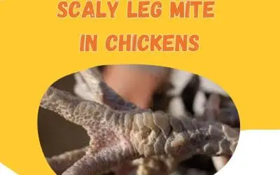 Scaly Leg Mites