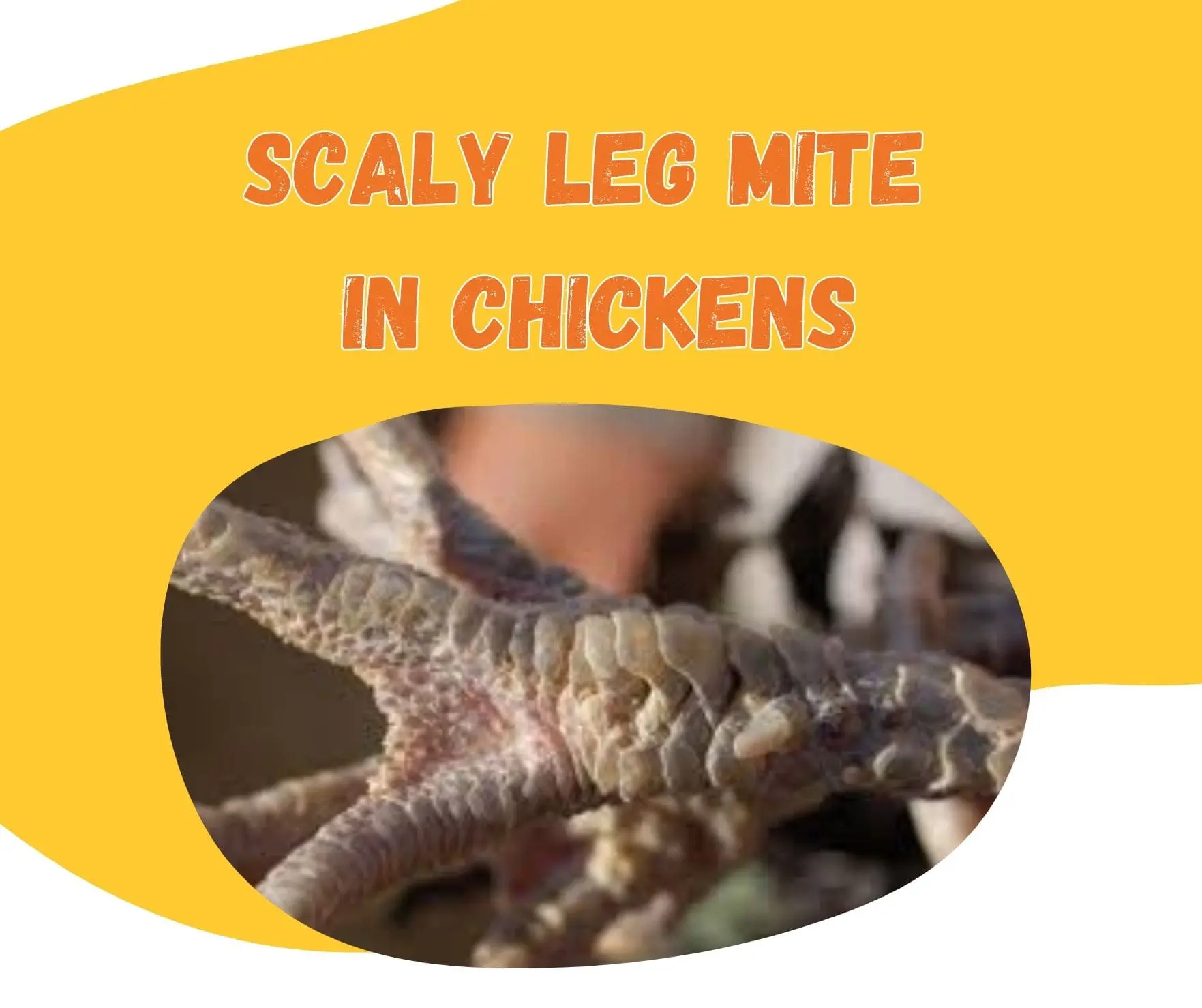Scaly Leg MIte In Chickens