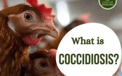 What is Coccidiosis?