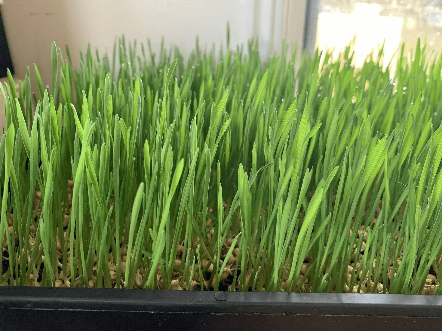 Wheatgrass