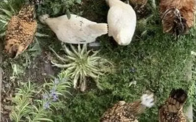 Beneficial Herbs for Chickens