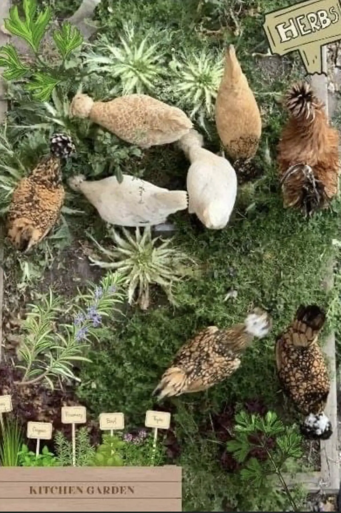 beneficial herbs for chickens