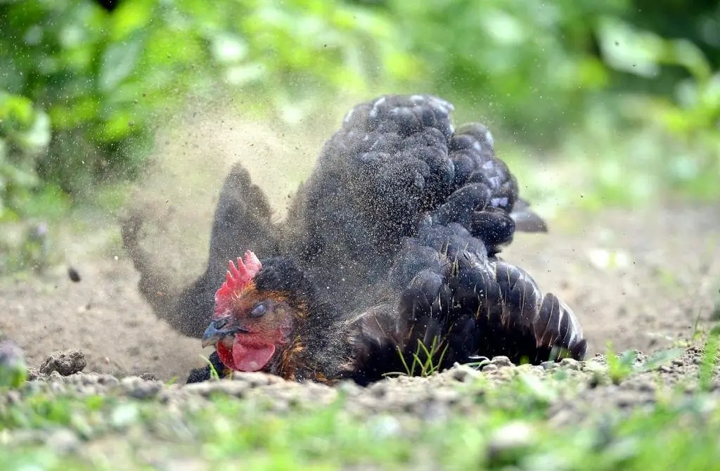 Chicken Dust Bath