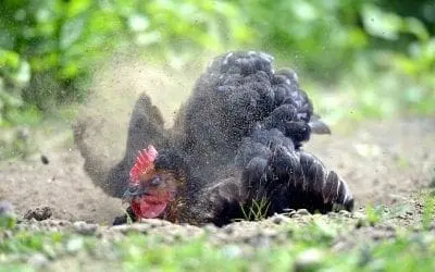 What is a chicken dust bath?