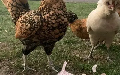 Garlic for chickens?