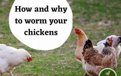 How to Worm Chickens: A Comprehensive Guide