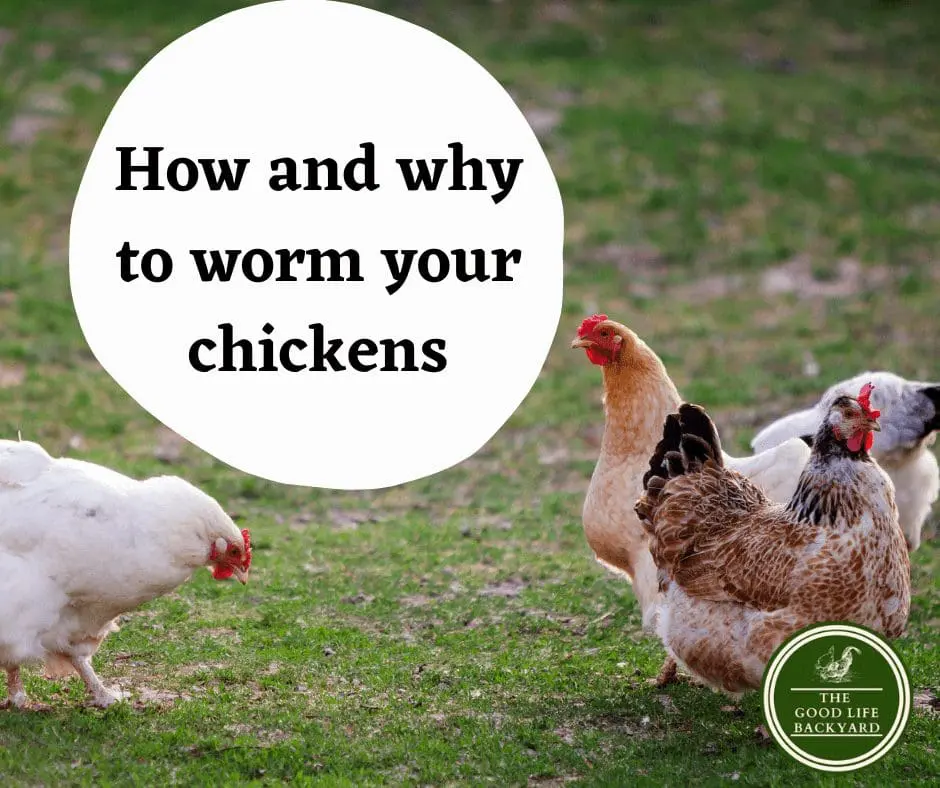 how to worm chickens