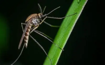 Natural Home Pest Control