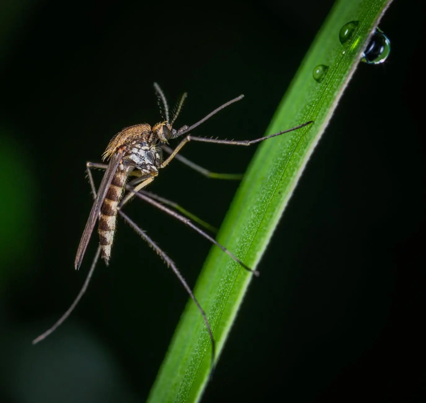 Natural Home Pest Control
