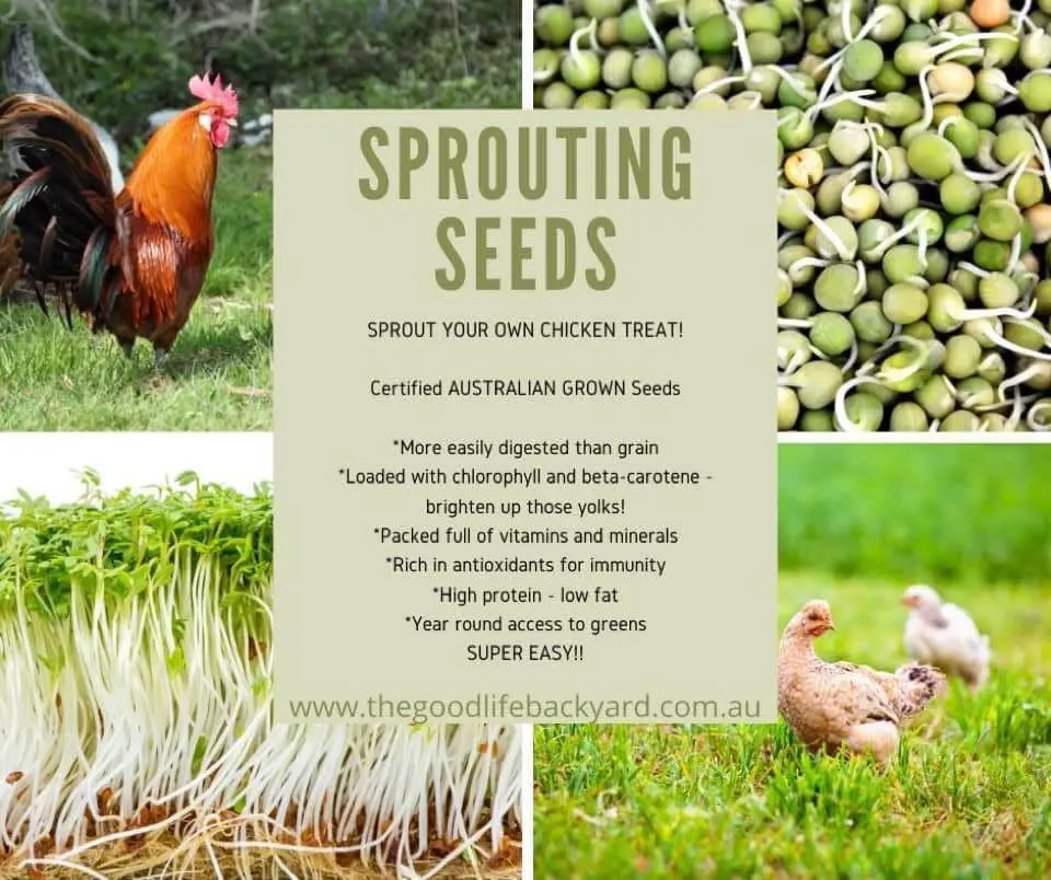 Sprouting Grow Kit - Image 2