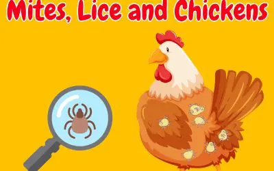 Red Mites in Chickens