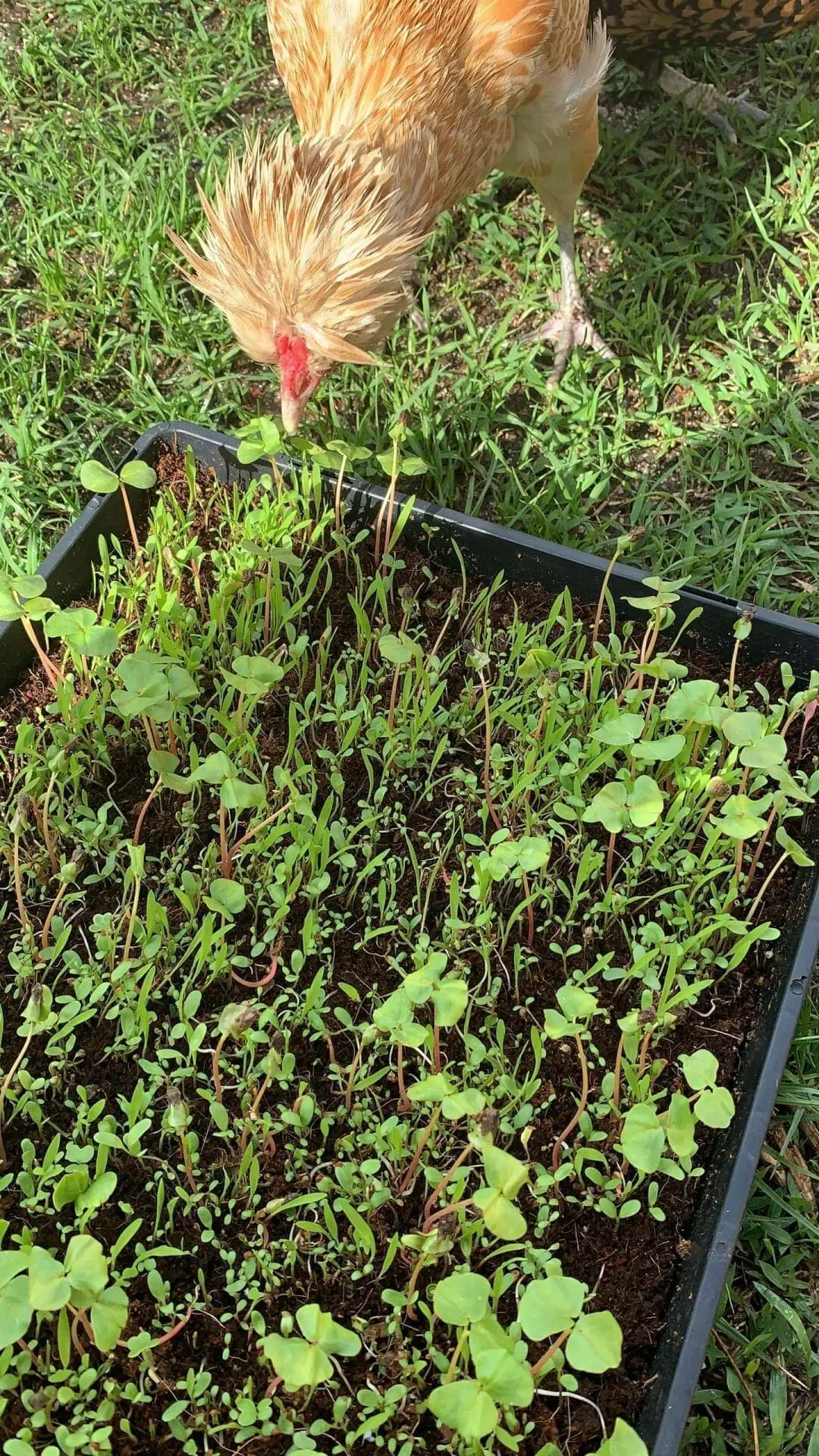 Forage Mix Seed Kit