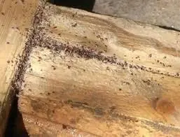 Red Mites In Chicken Coop