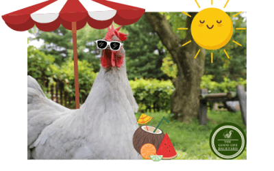 🌞Summers coming, your chooks can get dehydrated too…