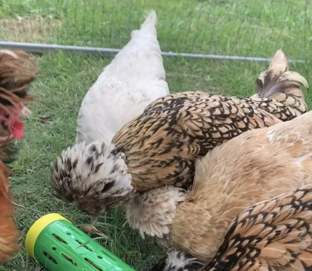 Treat Roller Chicken Toy