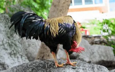 Our top 10 fun chicken facts