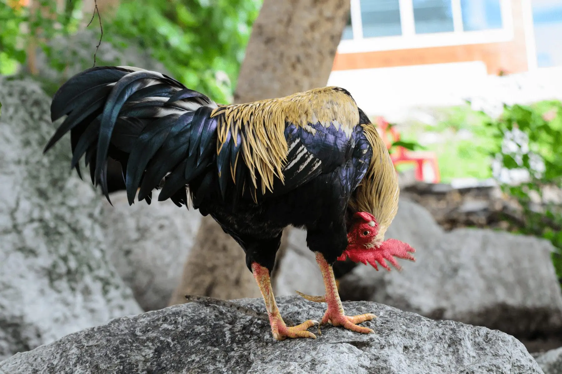 Interesting Chicken Facts