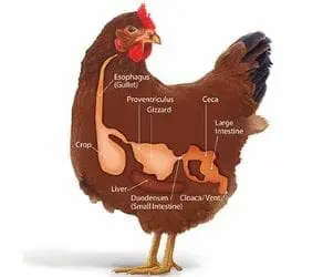 Does my chicken have teeth?