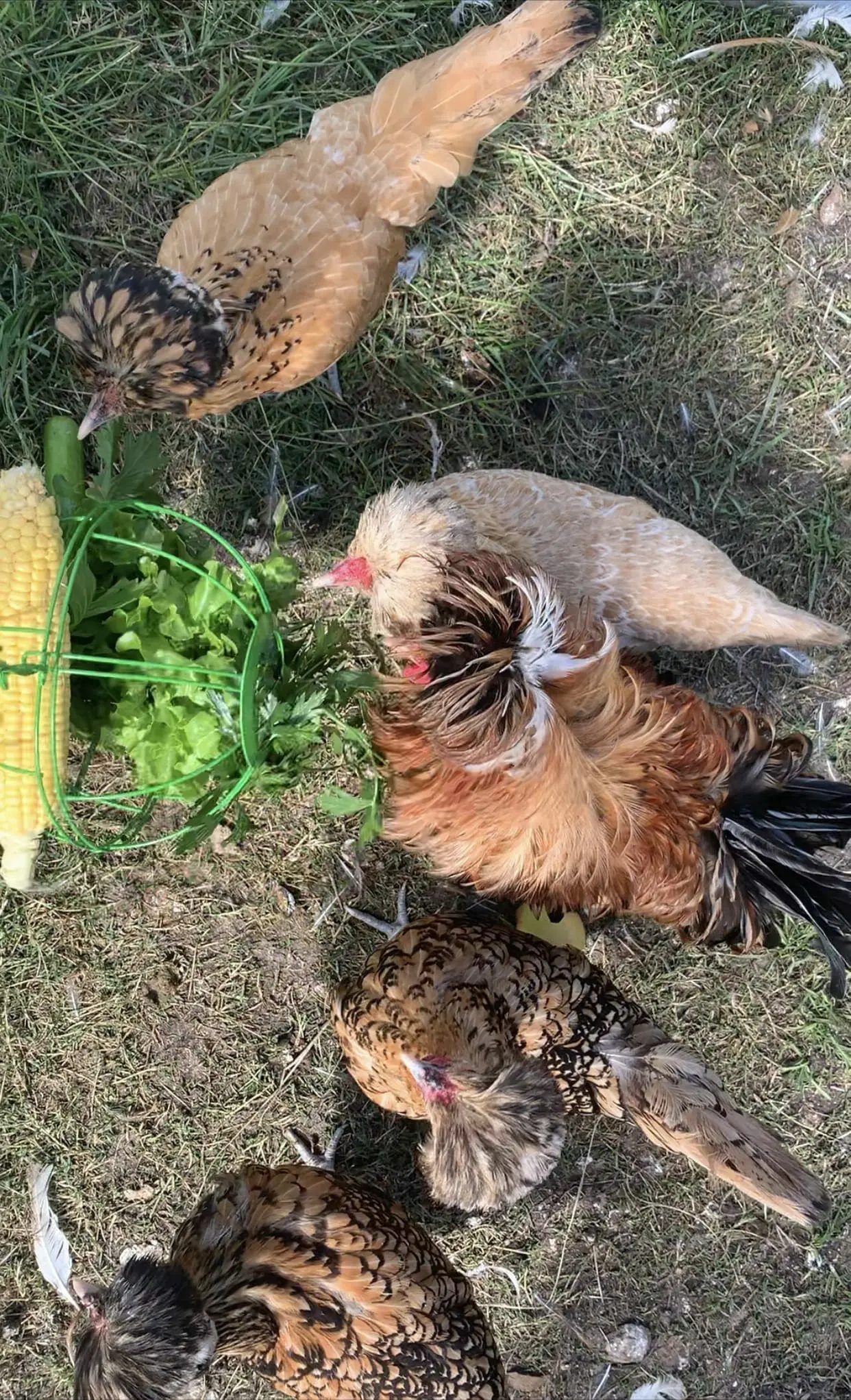 Chickens Eating From Hanging Vege Basket Chicken Toy