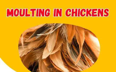 Moulting in chickens