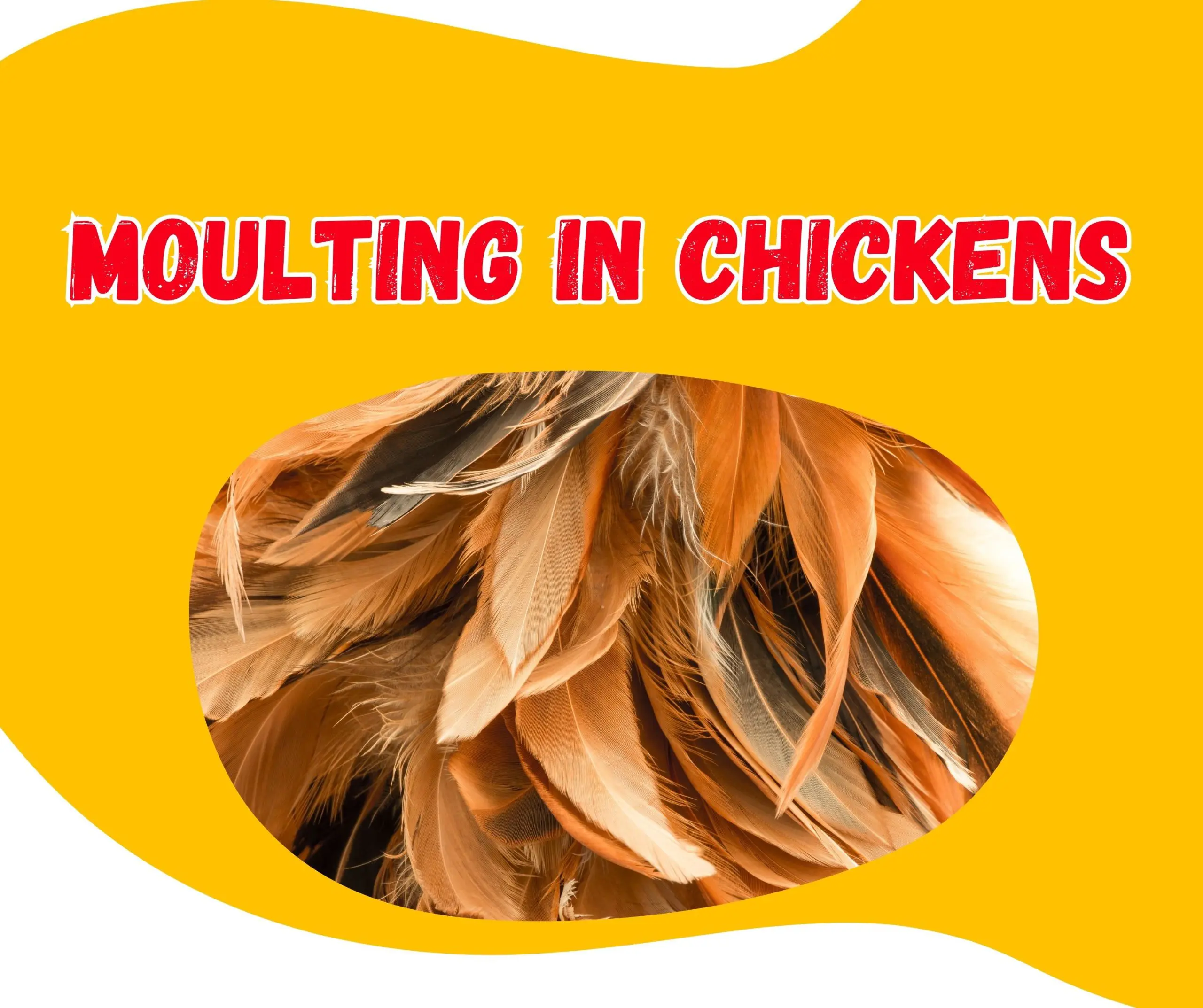 Chickens Moulting