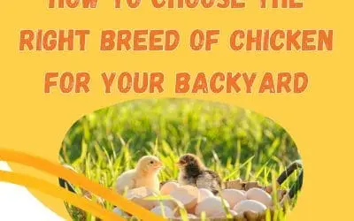 Breeding Your Own Chicks: Choosing the Right Chicken Breed for Your Backyard
