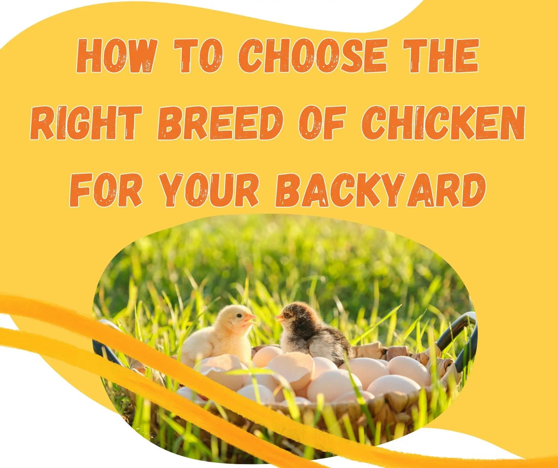 How to choos eht right breed of chicken for your backyard