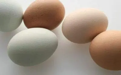Which chickens lay coloured eggs?