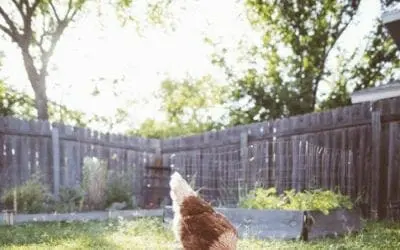 Which feed is best for my chickens?