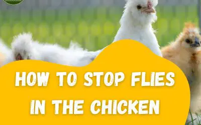 How to stop flies in the chicken coop