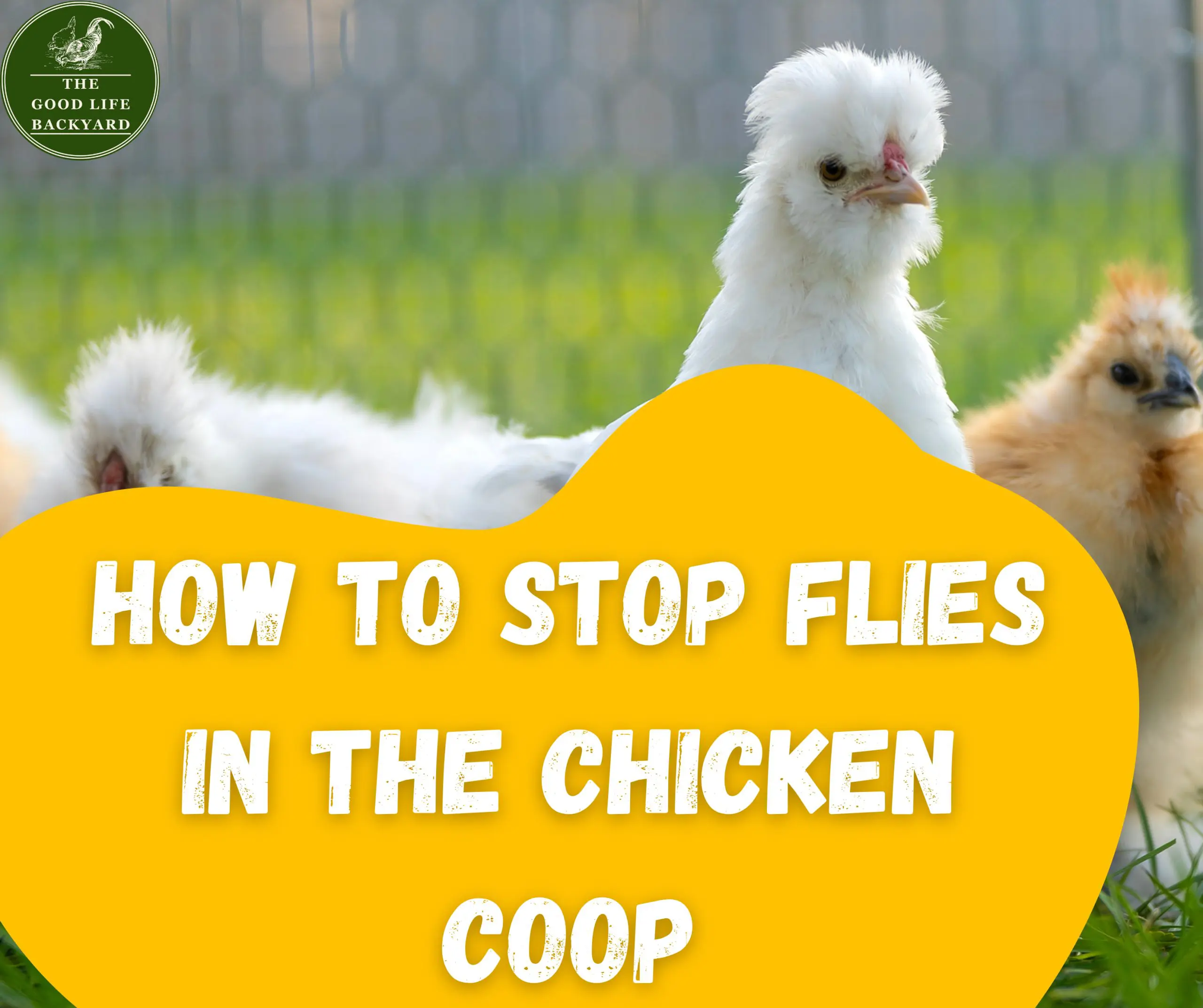 How to stop flies in the chicken coop