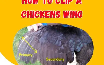 How to clip a chickens wing