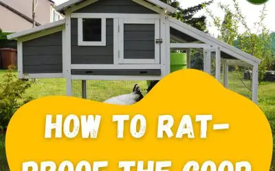 How to rat-proof the chicken coop