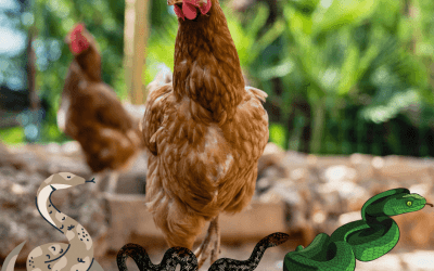How to snake-proof the chicken coop