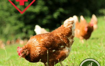 First aid for chickens