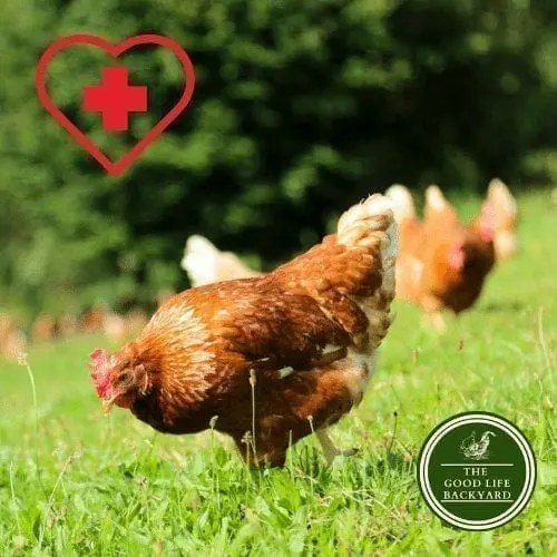 chicken first aid