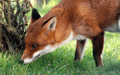 How to fox proof the chicken coop