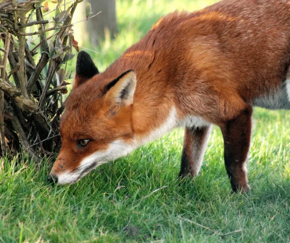 how to fox proof the chicken coop (1)