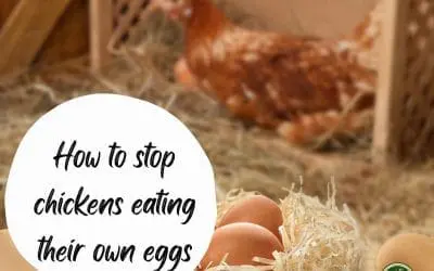 How to stop your chickens from eating their own eggs