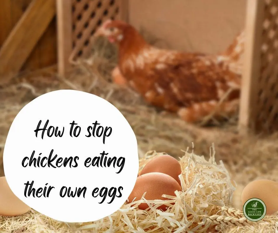 How to stop chickens eating their own eggs