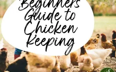 Beginners guide to keeping chickens