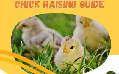 Chick Raising Guide