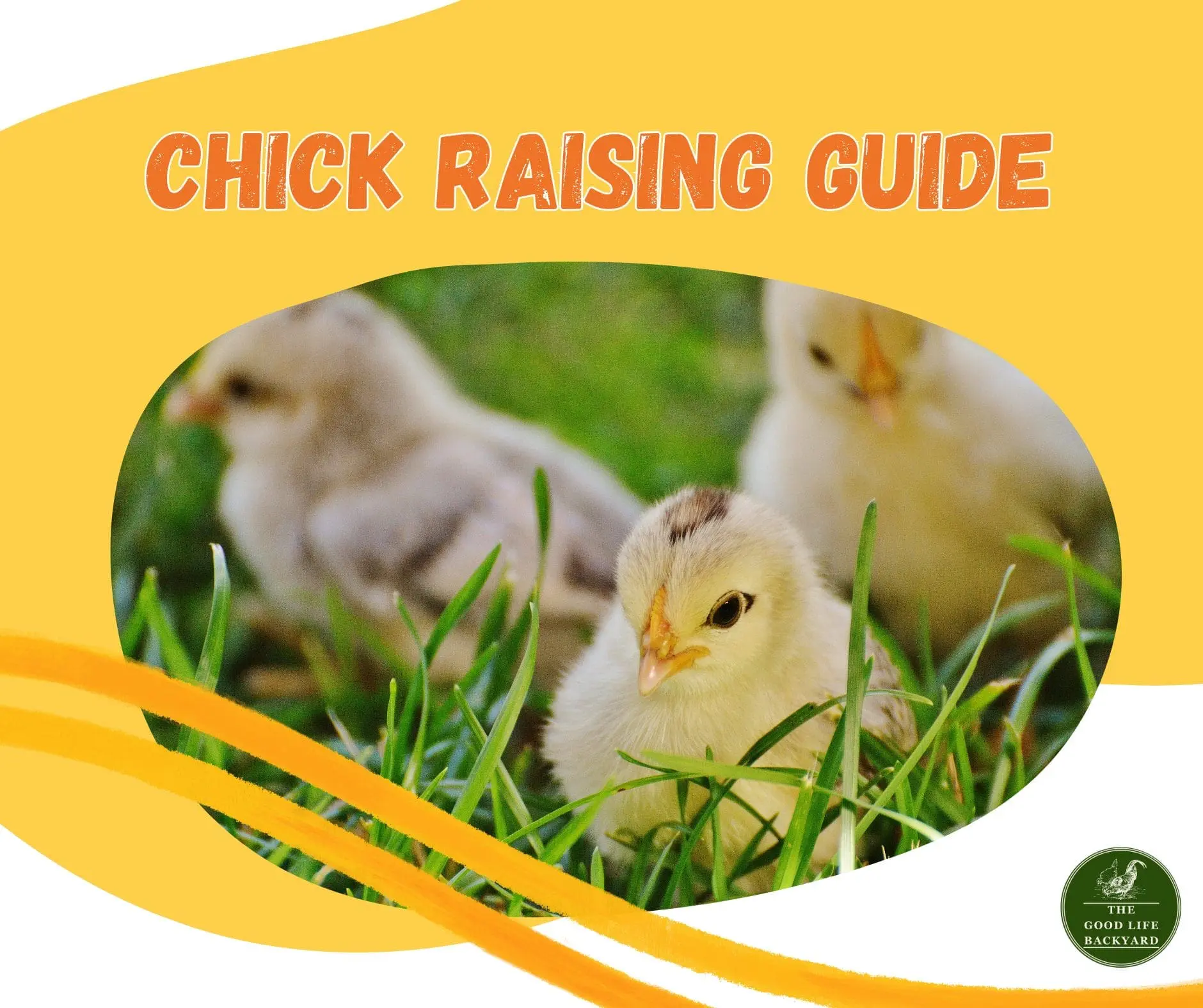 Chick Raising Guide