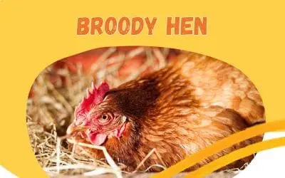 How to look after a broody hen