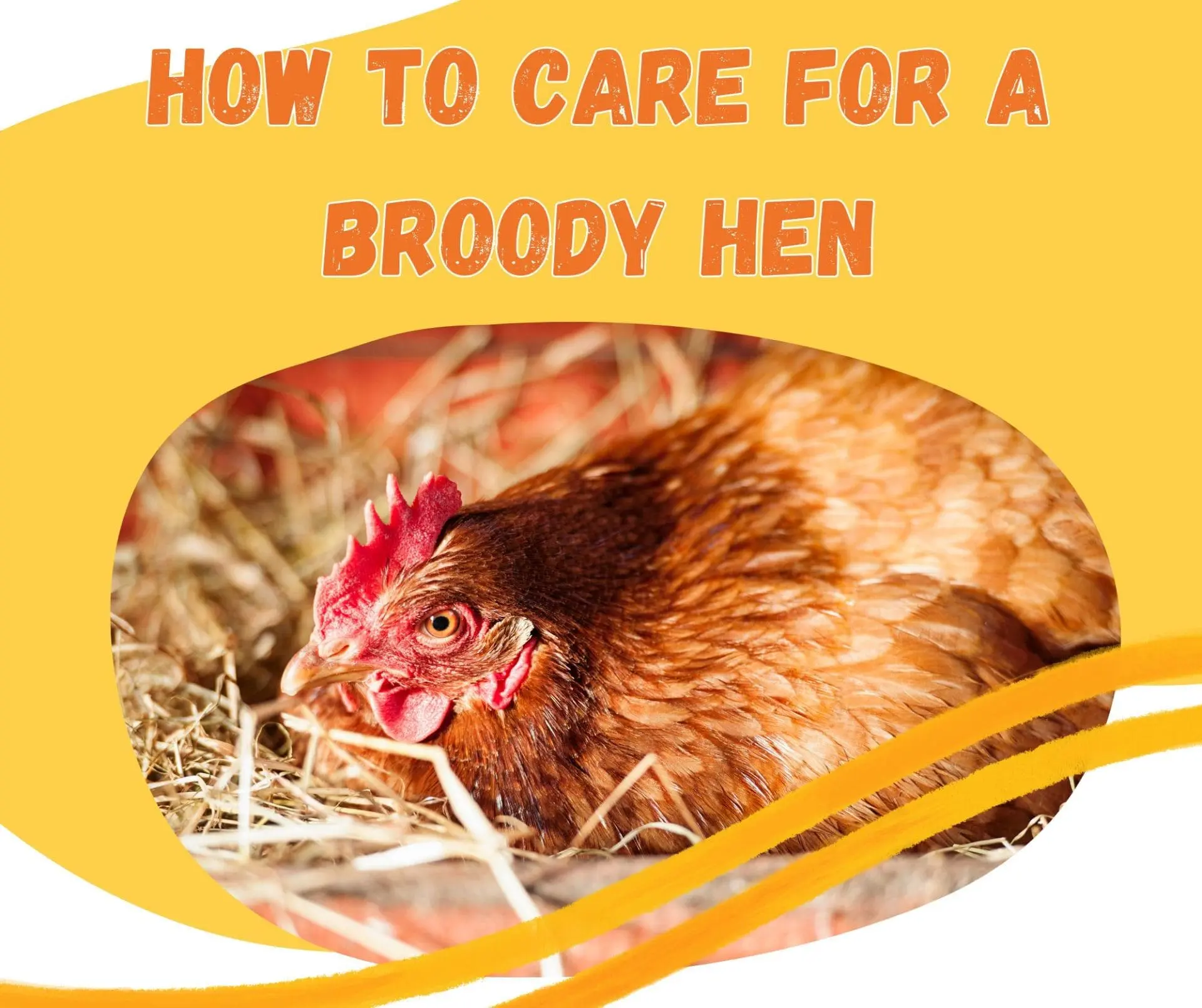 How to care for a broody hen