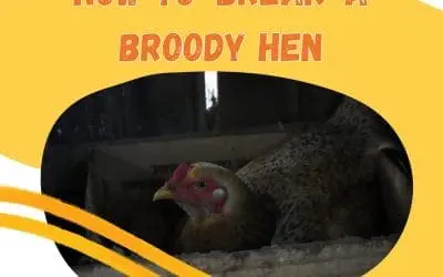 How to “break” a broody hen