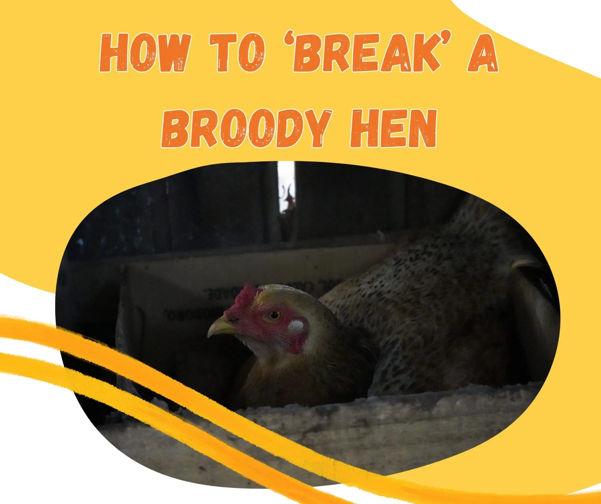 how to break a broody